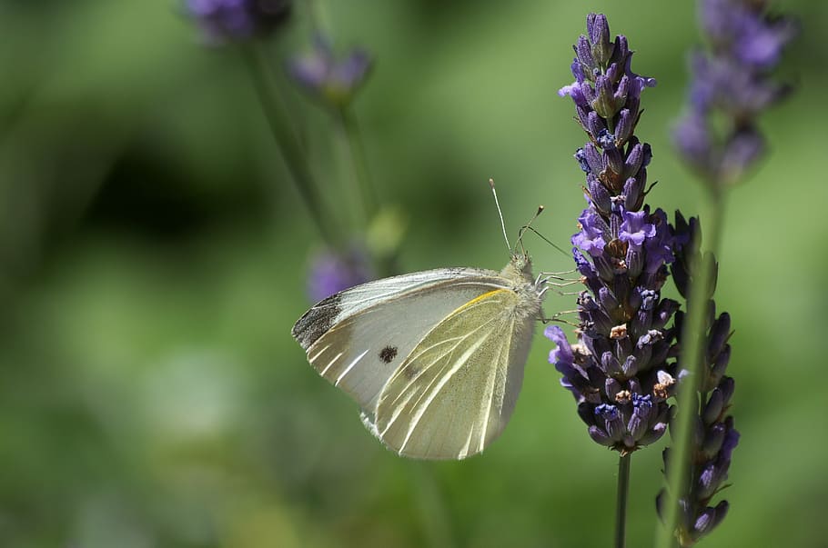 selective focus photography of cabbage white butterfly perched on purple petaled flower, HD wallpaper