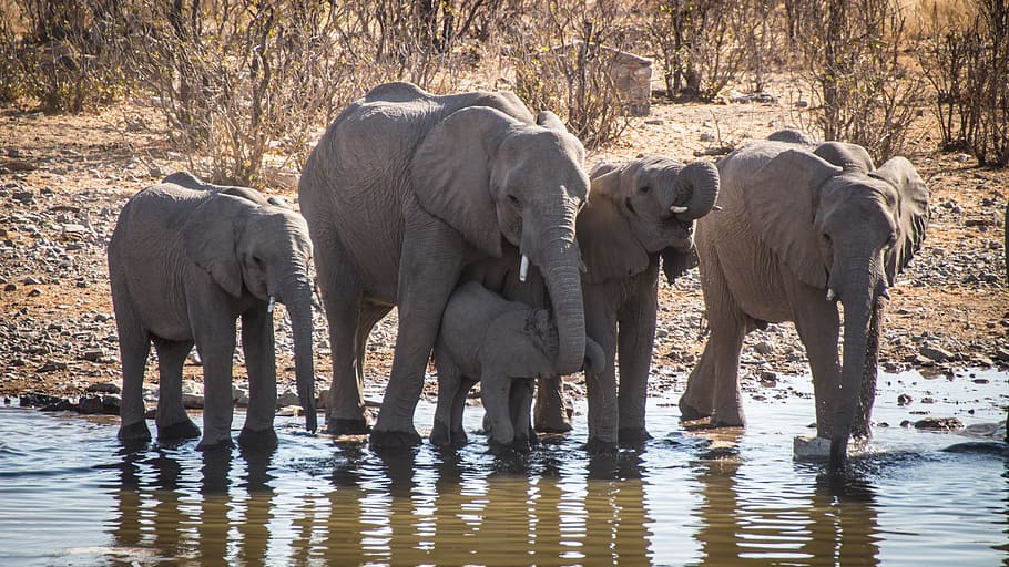 namibia, outdoors, landscape, travel, africa, climate, etosha HD wallpaper