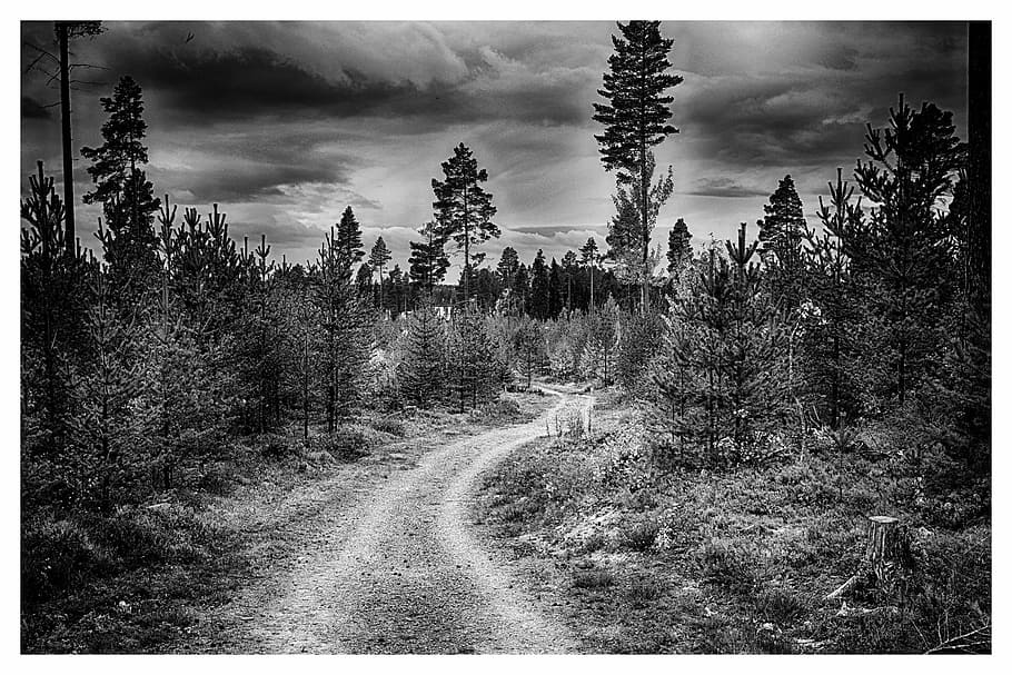 grayscale photo of forests, forest road, thread, himmel, black HD wallpaper