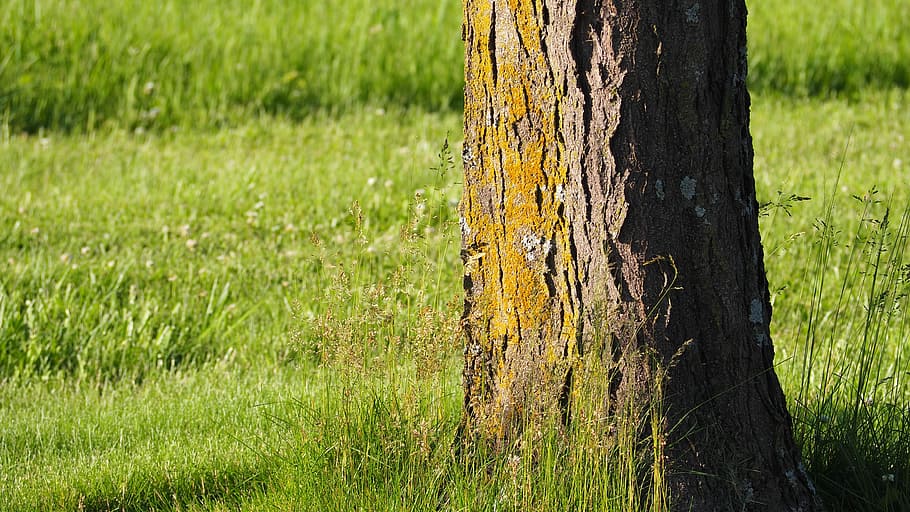 Tree Trunk, Yellow, yellow tree trunk, nature, sunny, daytime HD wallpaper