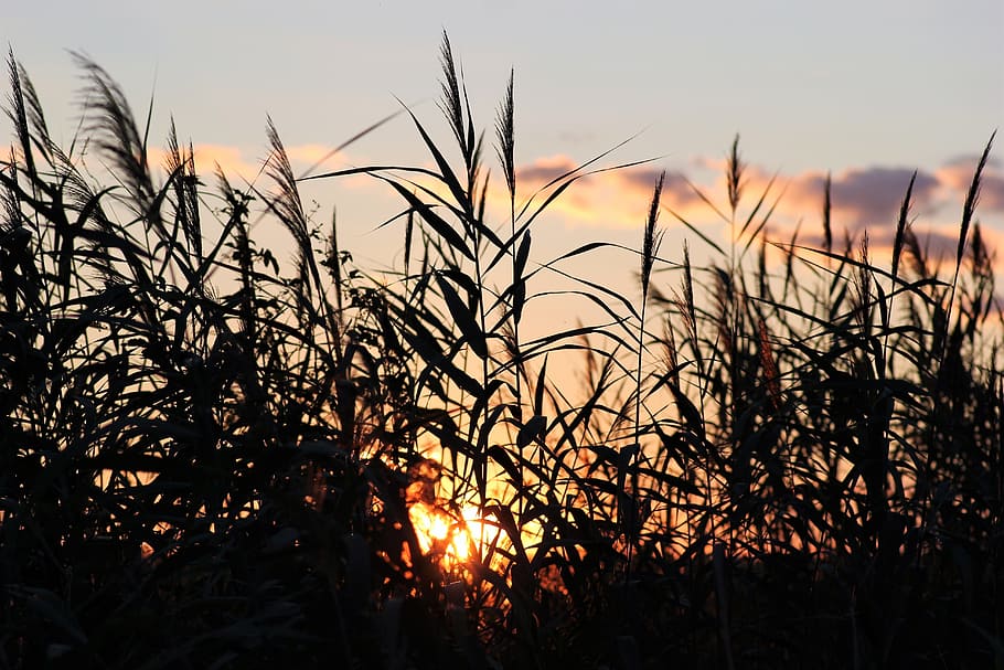 cane, evening, sunset, outdoor, rural, nature, summer, sky HD wallpaper