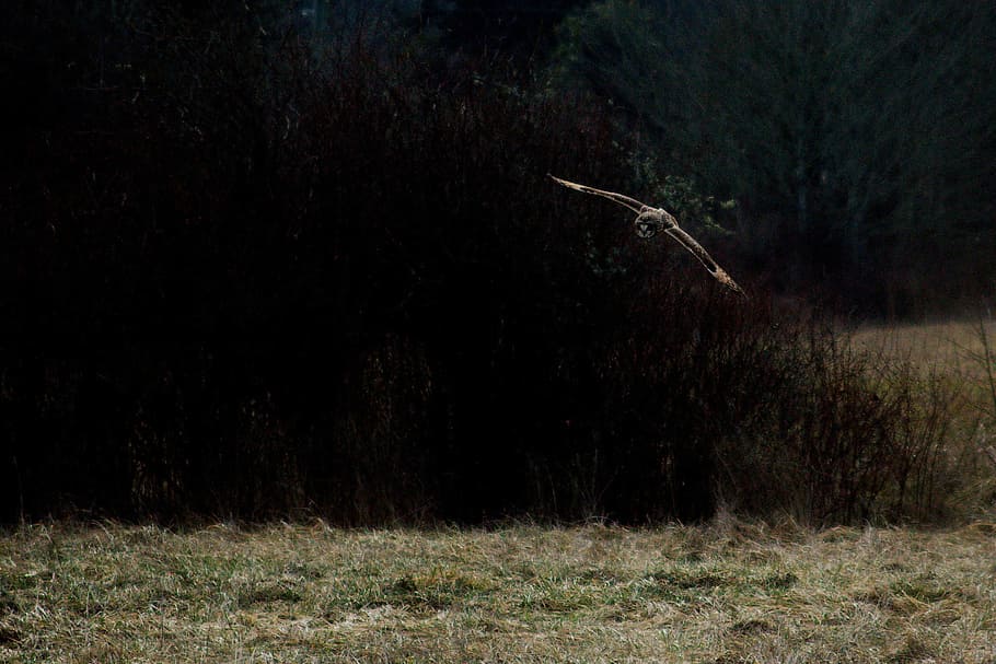 bird flying near green trees and field, birds, black, brown, grass HD wallpaper