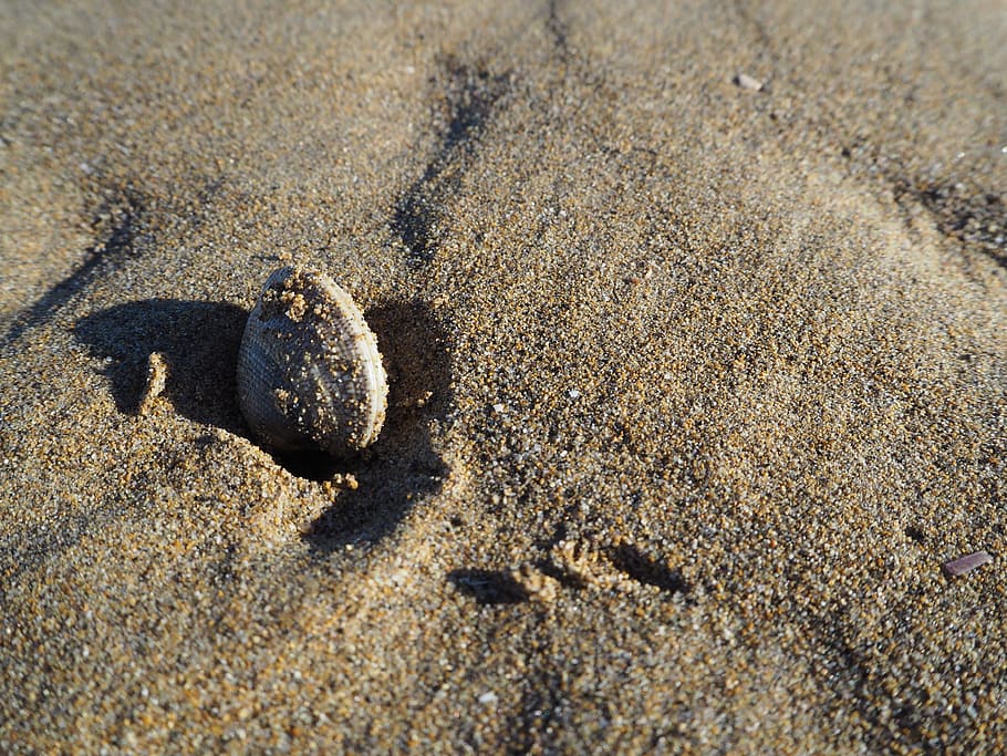 shell, beach, sea, sand, summer, seashell, wet, nature, stranded HD wallpaper