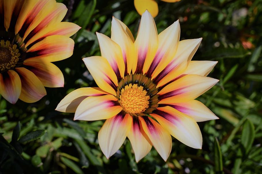 gazania, flower, colorful, nature, plant, floral, spring, blossom, HD wallpaper
