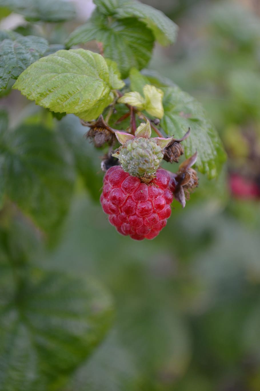 raspberry, ripe, immature, close, berries, fruit, growth, healthy eating HD wallpaper