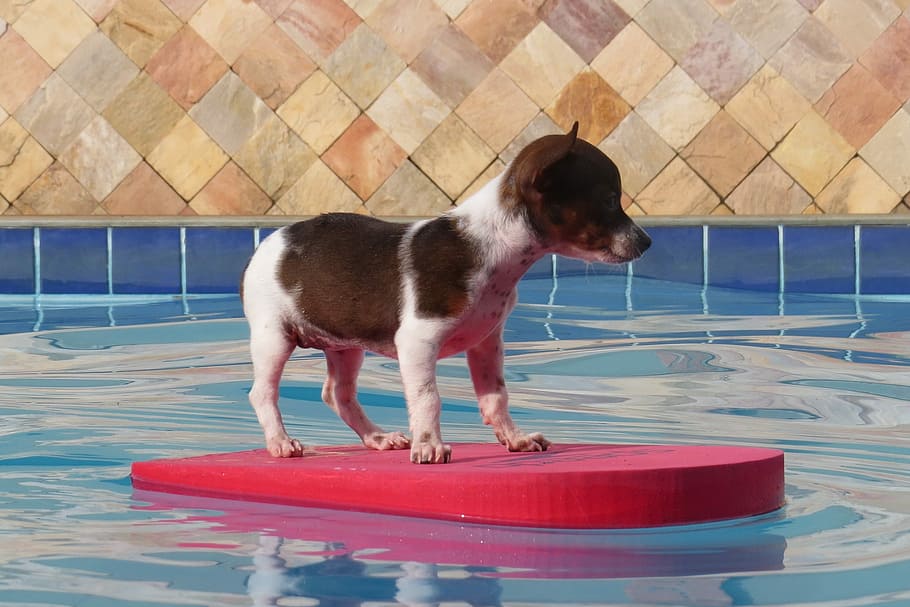 dog, puppy, pool, mutt, pet, one animal, mammal, domestic, pets HD wallpaper