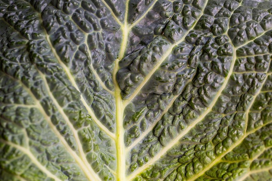 kohl, leaf, head cabbage, winter vegetables, savoy, savoy cabbage, HD wallpaper