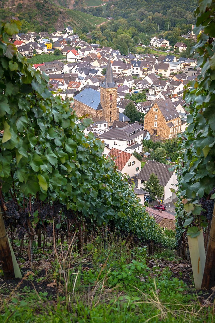 vines, wine, winegrowing, grapevine, vineyard, germany, red wine hiking trail HD wallpaper