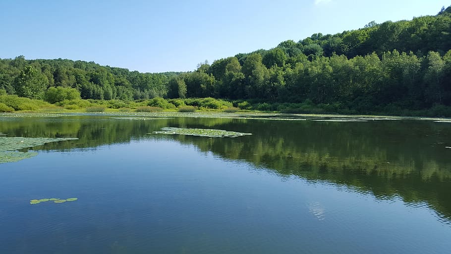 lily, pads, lake, tree, water, plant, reflection, scenics - nature HD wallpaper