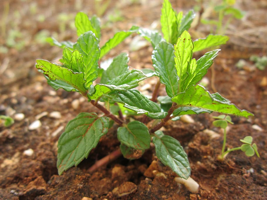mint, peppermint, plant, nature, aroma, leaves, garden, herbs HD wallpaper