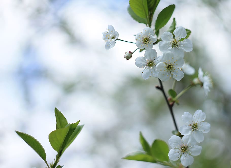 shallow focus photography of white orchids, cherry flowers HD wallpaper