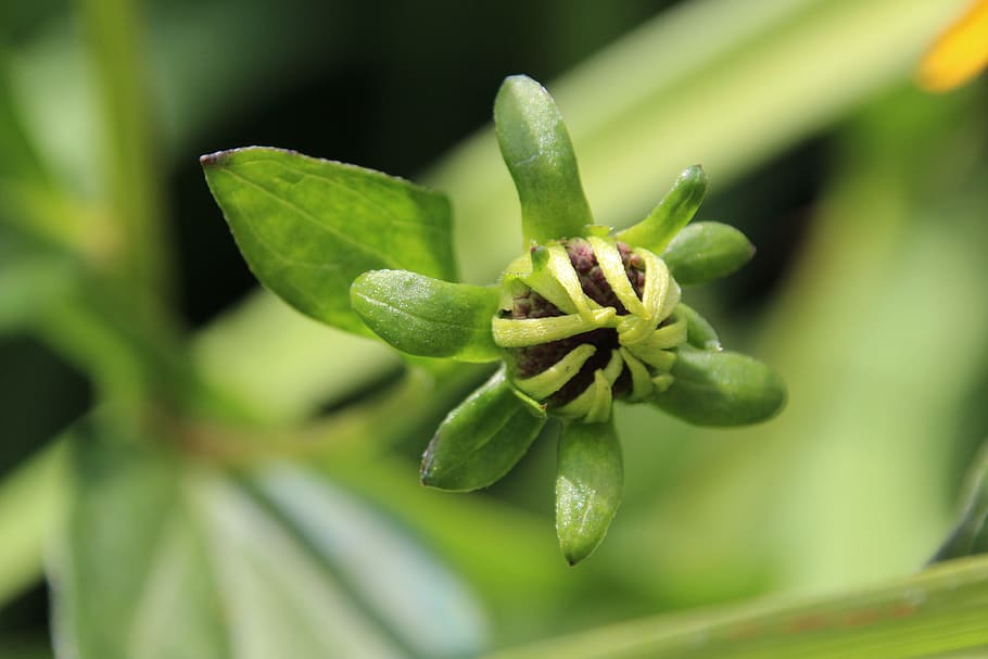 bud, yellow, plant, green color, close-up, growth, freshness HD wallpaper