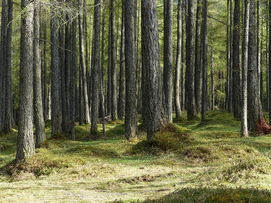 forest trees during daytime, larch forest, tree trunks, strains HD wallpaper
