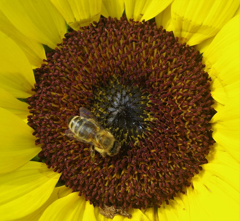sun flower, bee, wasp, plant, yellow, blossom, bloom, nature HD wallpaper