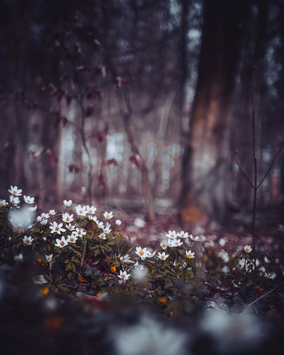 white flower field on macro shot, selective focus photography of white flower field HD wallpaper