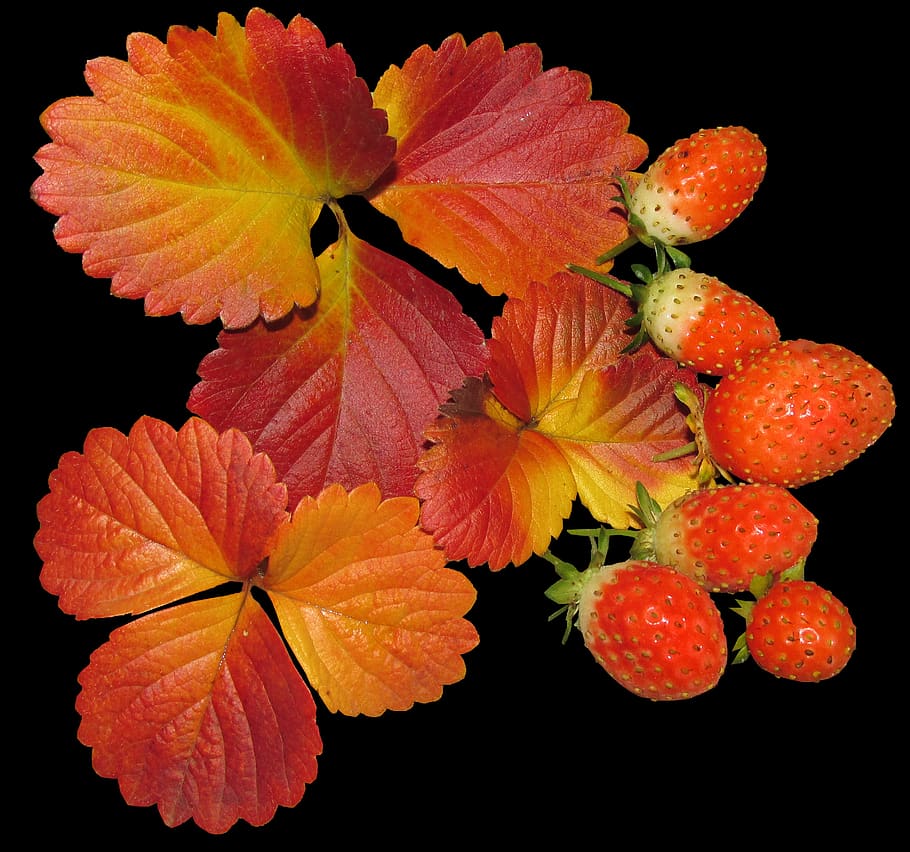 fruit, strawberries, autumn, fall, freshness, plant, vulnerability HD wallpaper