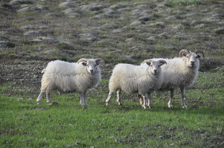 Sheep, Animals, White, Mammals, Furs, furry, domestic, livestock HD wallpaper