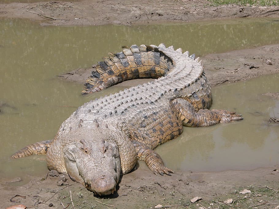 crocodile, salt water, australian, reptile, animal, wildlife, HD wallpaper