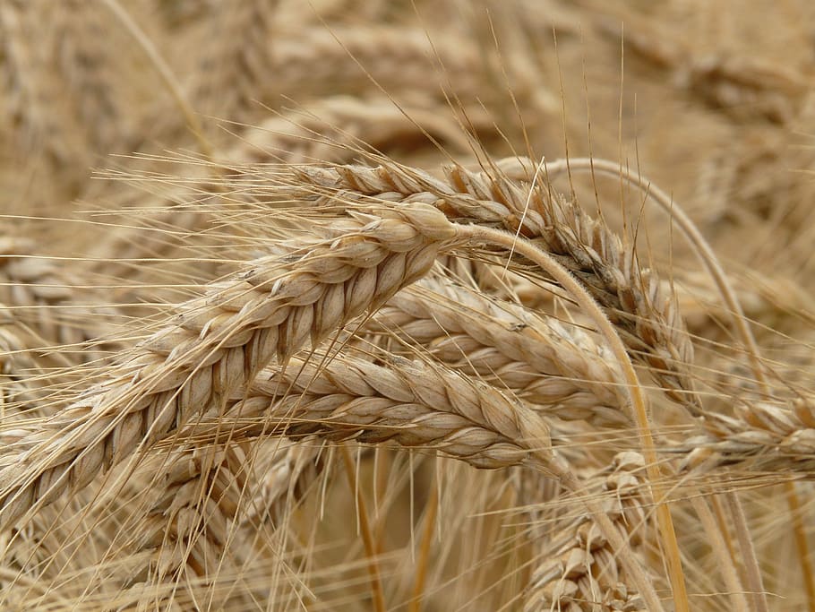 spike, rye, cereals, grain, field, rye field, cornfield, plant HD wallpaper
