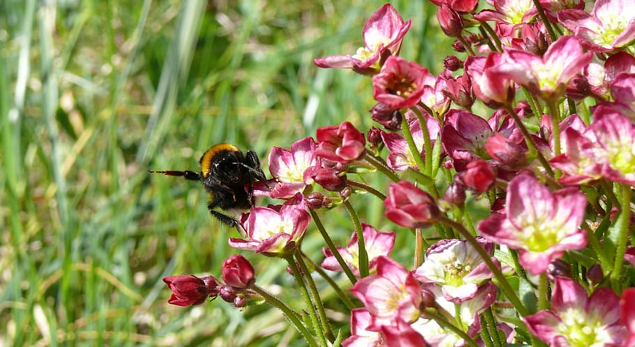 hummel, flowers, spring, nature, pink flower, bumblebee on blossom HD wallpaper