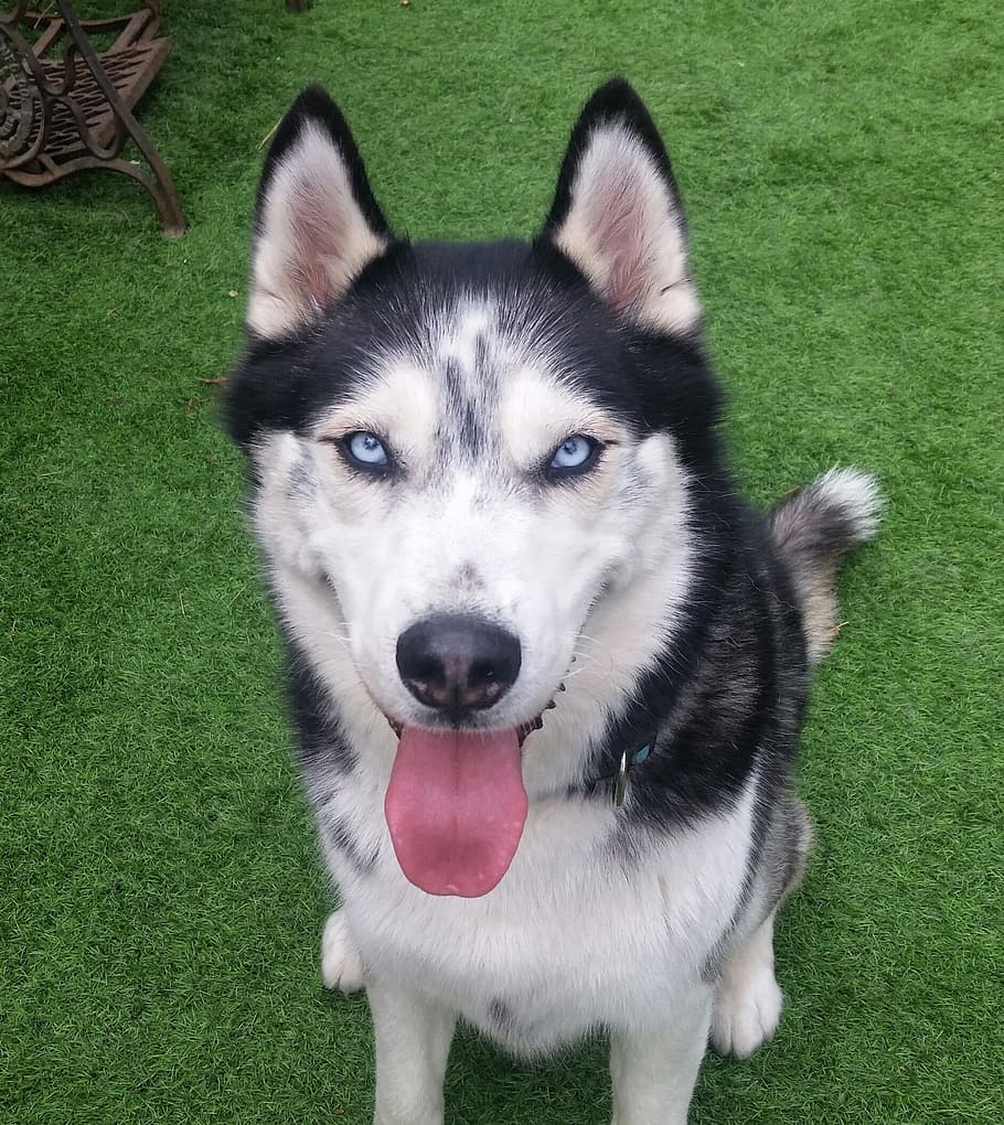 Husky, Dog, Pet, Face, pet face, looking at camera, pets, domestic animals HD wallpaper