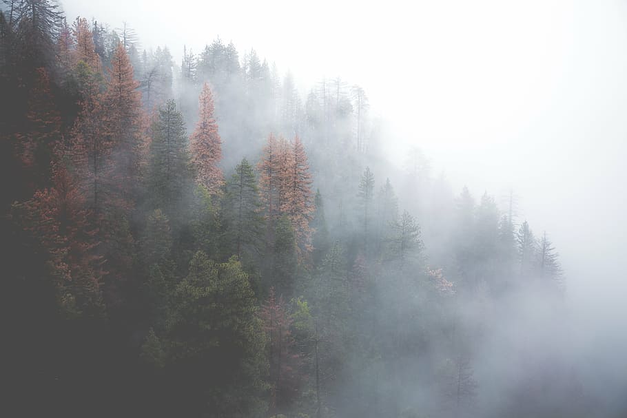 landscape photography of green pine trees with fog, forest HD wallpaper