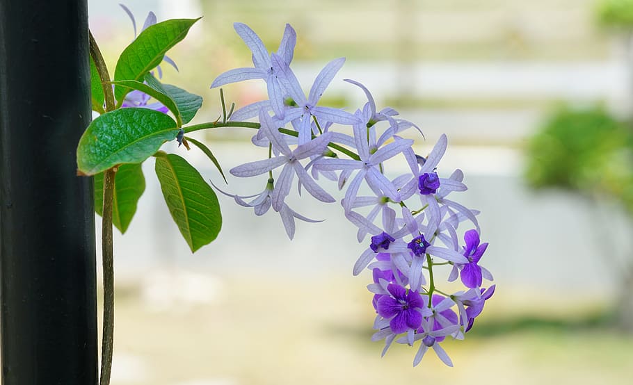 climbing, vine, purple, white, flower, flora, nature, leaf HD wallpaper