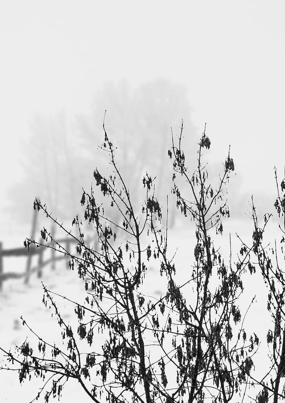 Winter, Bush, Tree, Plant, Snow, Wintry, cold, white, nature HD wallpaper