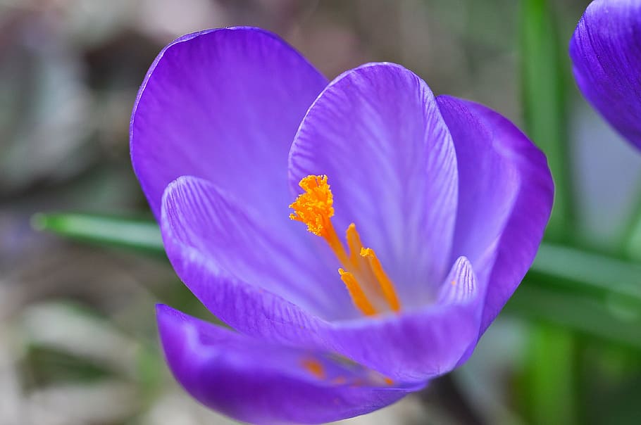 crocus, flower, blossom, bloom, purple, plant, spring flower HD wallpaper