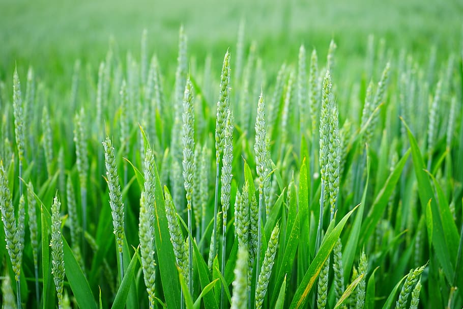 selective focus photo of rice field, wheat, wheat spike, wheat field HD wallpaper