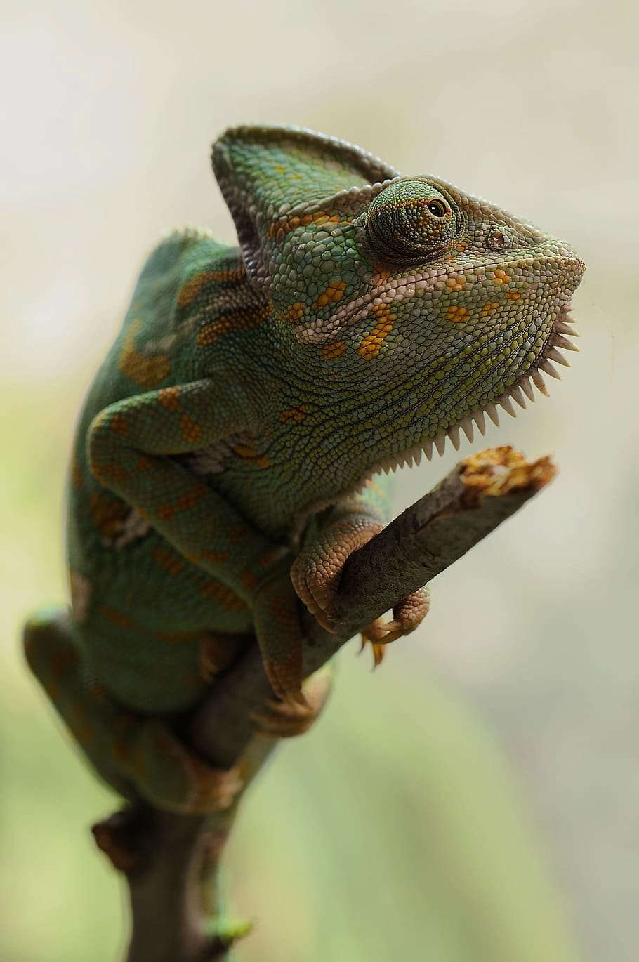 green chameleon in closeup photography, yemen chameleon, chamaeleo calyptratus, HD wallpaper