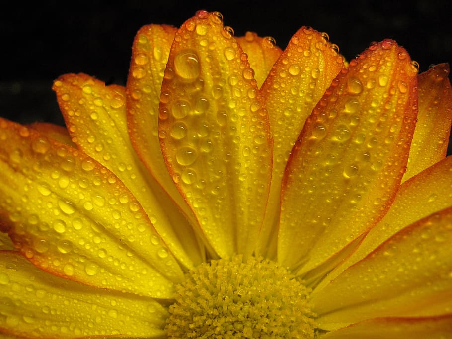 close up photo of yellow flower with water droplets, gerbera daisy HD wallpaper