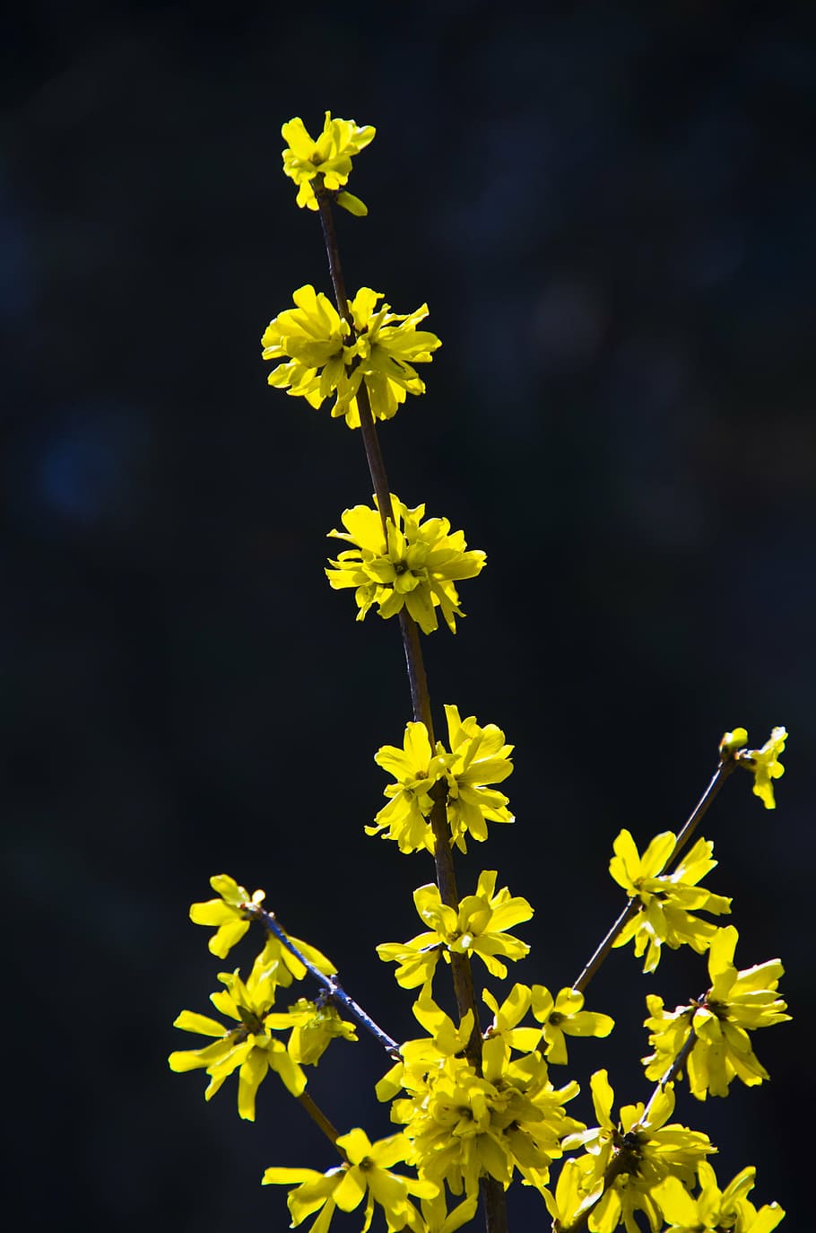 Page 2 | Forsythia 1080P, 2K, 4K, 5K HD wallpapers free download