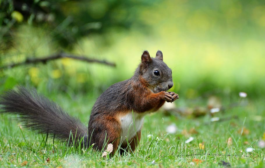 brown squirrel on grass at daytime, nager, rodent, cute, nature HD wallpaper