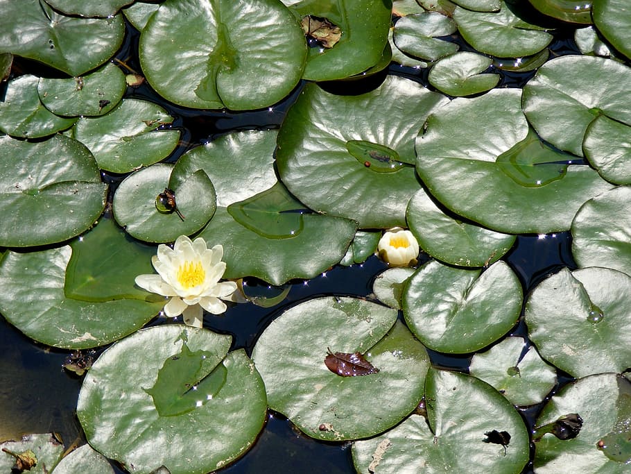 lily, leaf, lake, water, green, white, landscape, flower, green color HD wallpaper