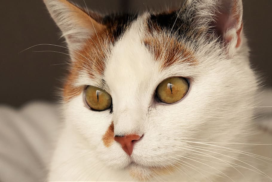closeup photo of white, black, and brown cat, animal, spotted HD wallpaper