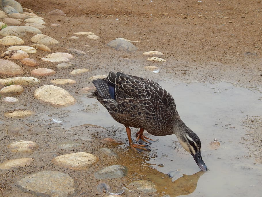 duck, pond, wildlife, animal, animal themes, vertebrate, bird HD wallpaper