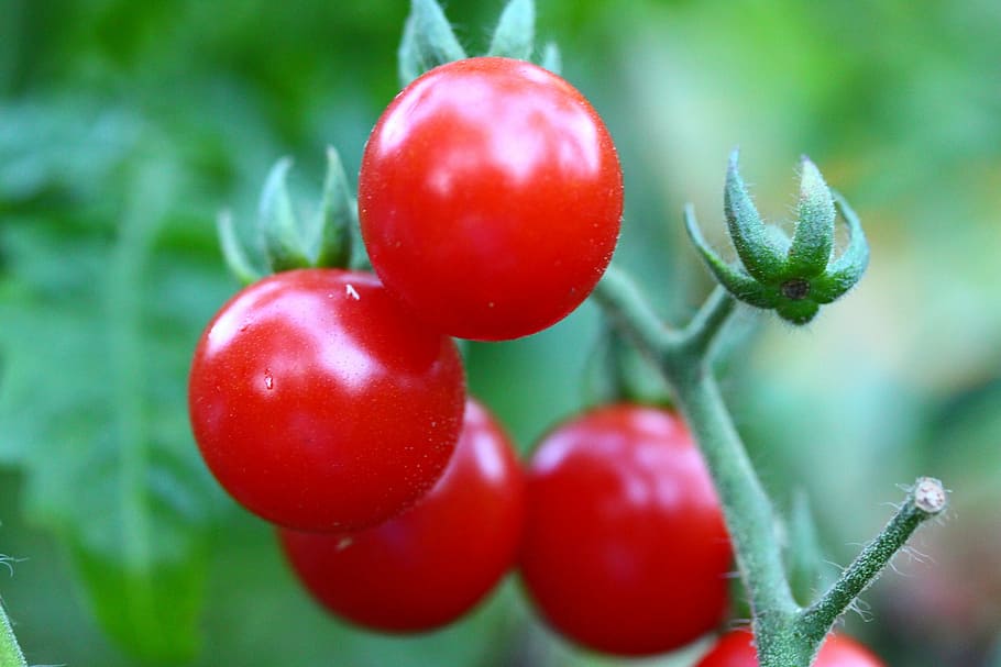 cherry, tomatoes, gardening, vegetable, food, healthy food HD wallpaper
