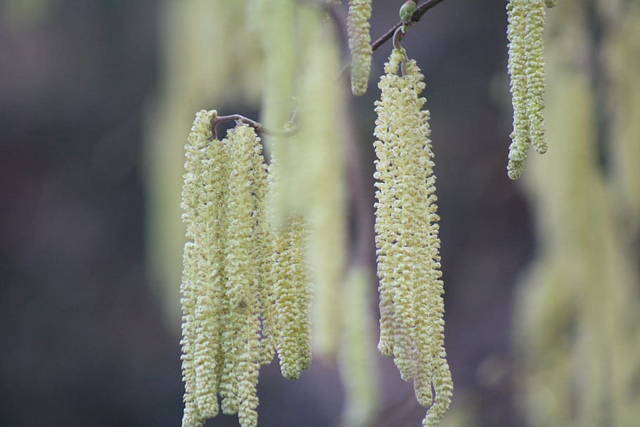spring, shoots, plug, nature, shrubs, plant, growth, beauty in nature HD wallpaper
