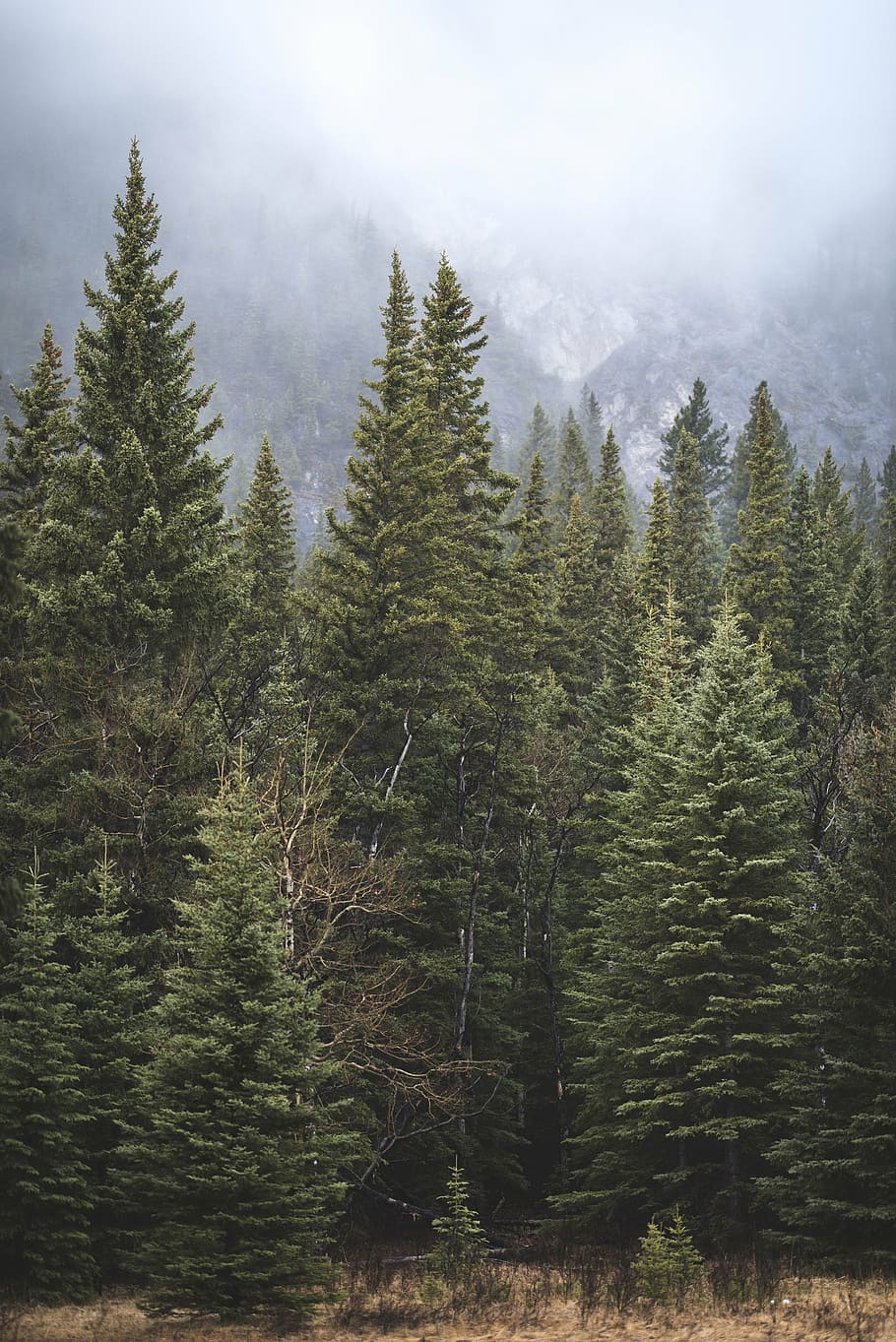 photography of green trees, pine, nature, forests, fog, clouds HD wallpaper