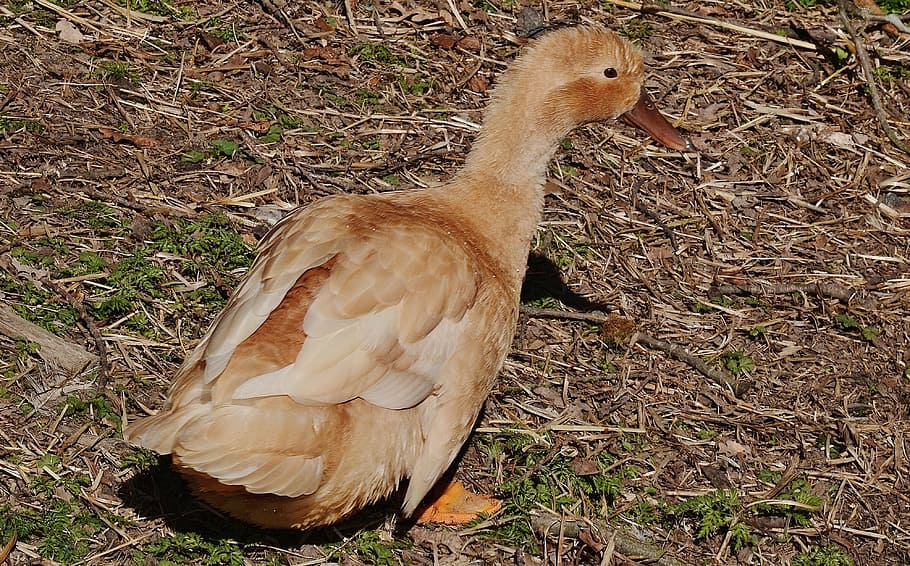 duck, brown, bird, pretty, animal, wildlife, nature, outdoors HD wallpaper