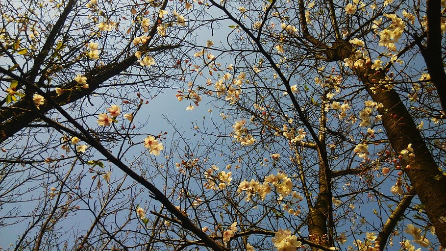 tree, spring, sky, flower, nature, branch, yellow, leaf, outdoors HD wallpaper