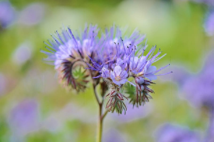 flower, blue, summer, plant, floral, green, bloom, leaf, landscape HD wallpaper