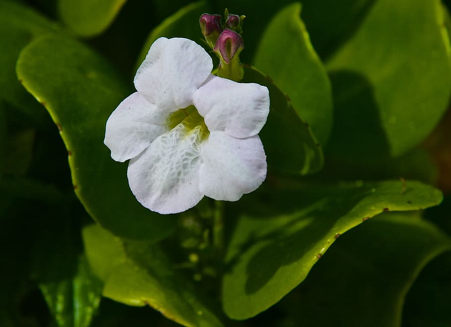 flower, plant, nature, spring, garden, summer, leaf, green HD wallpaper