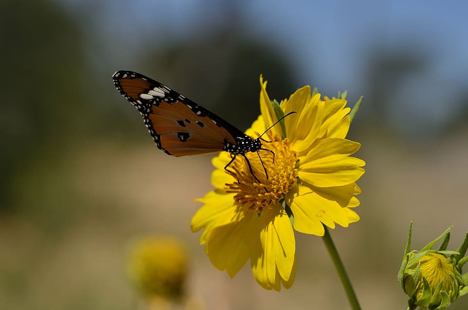 butterfly, insects, butterflies, bug, bugs, nature, leaf, flowers HD wallpaper