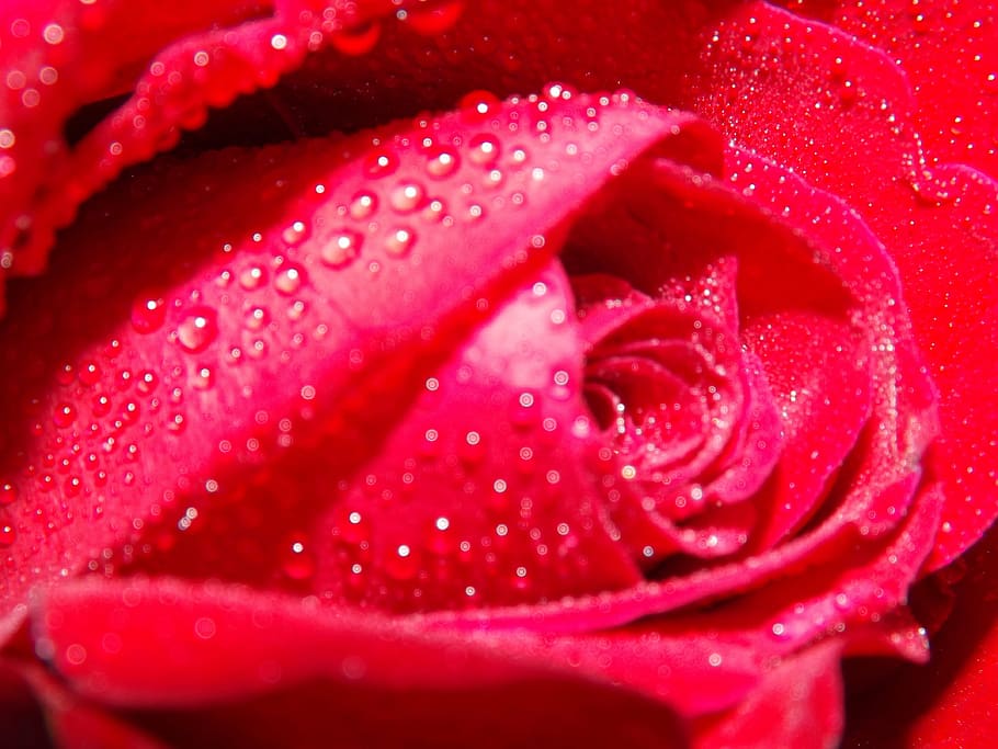 rose, dew, water, red, petals, flower, plant, flowering plant HD wallpaper