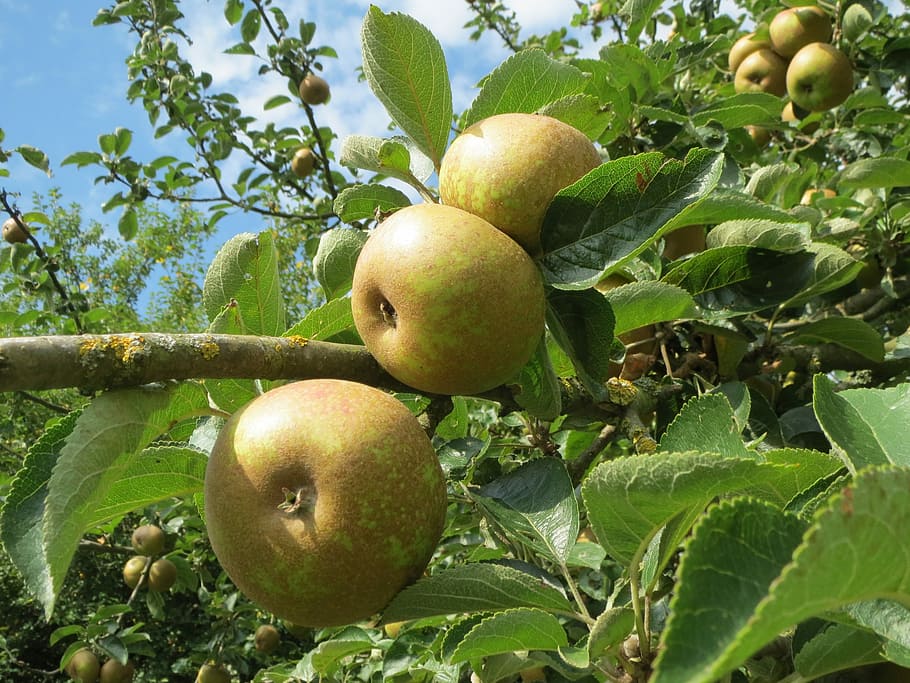 Malus, Apple Tree, Apples, Fruit, Branch, flora, botany, ripe HD wallpaper