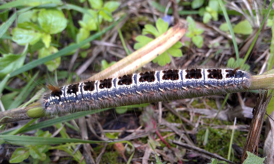 caterpillar, summer, grass, insect, macro, the larvae of insects HD wallpaper