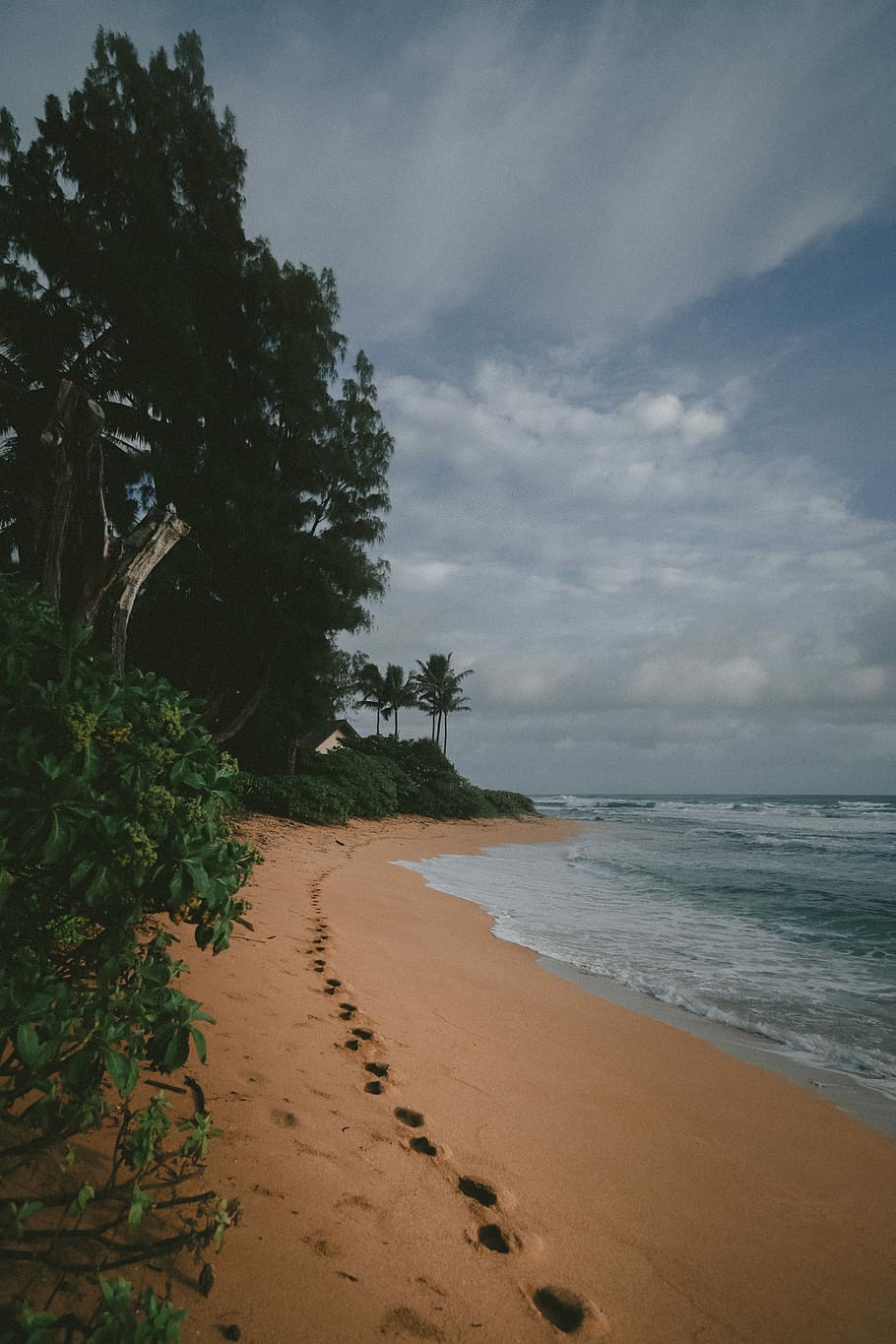 green trees near sea during daytime photography, tall trees on seashore during daytime HD wallpaper