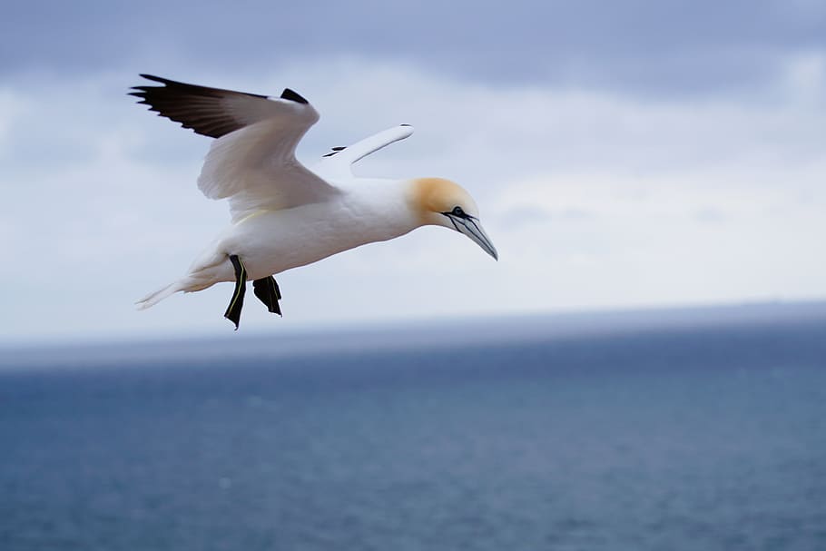 northern gannet, on the island of helgoland, in may, animal themes, HD wallpaper